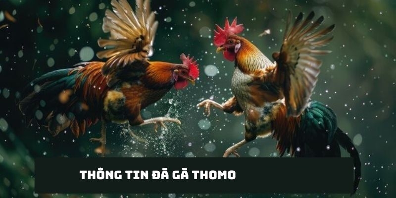 Hiểu cơ bản về chọi gà Thomo